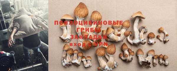 стаф Абинск